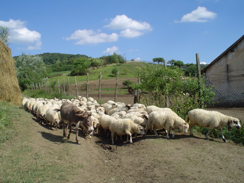 From Pasture (1163011045)