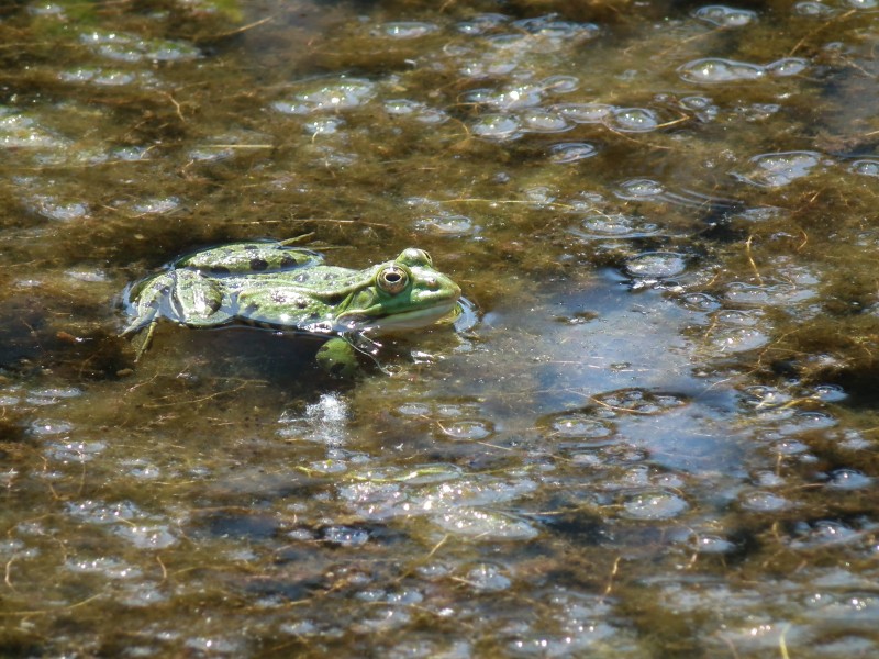 Frosch im Wasser