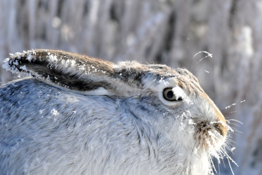 Frosty White-Tailed Jackrabbit at Seedskadee NWR (24209051722)