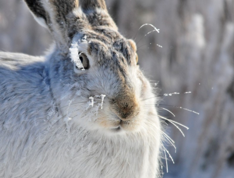 Frosty White-Tailed Jackrabbit on Seedskadee NWR (23690375003)