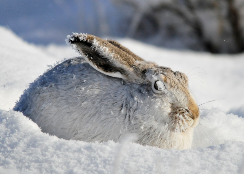Frosty White-Tailed Jackrabbit on Seedskadee NWR (24048187710)