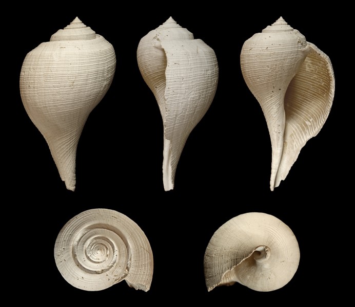 Fulguropsis radula 01