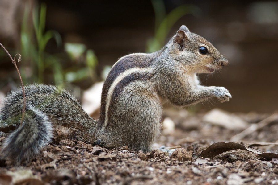 Funambulus palmarum (Bengaluru)