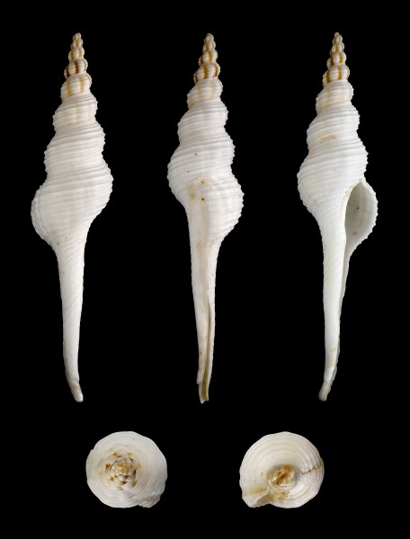 Fusinus colus 01