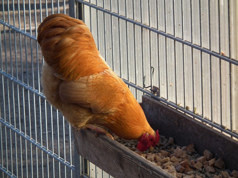 Futtertrog mit Huhn