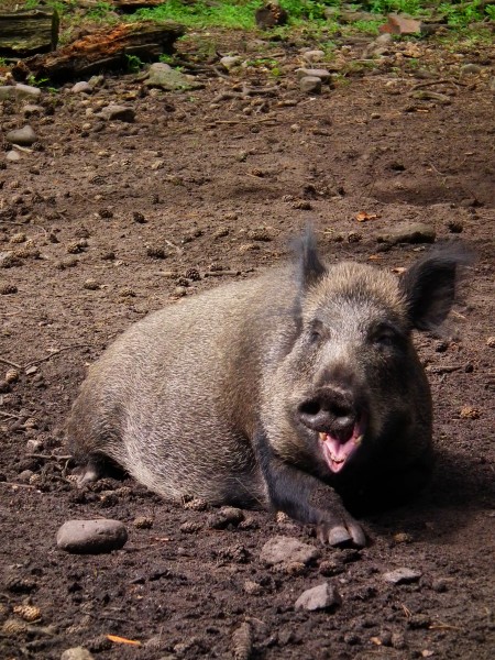 Gähnendes Wildschwein Wildpark Alte Fasanerie Klein-Auheim Juni 2012