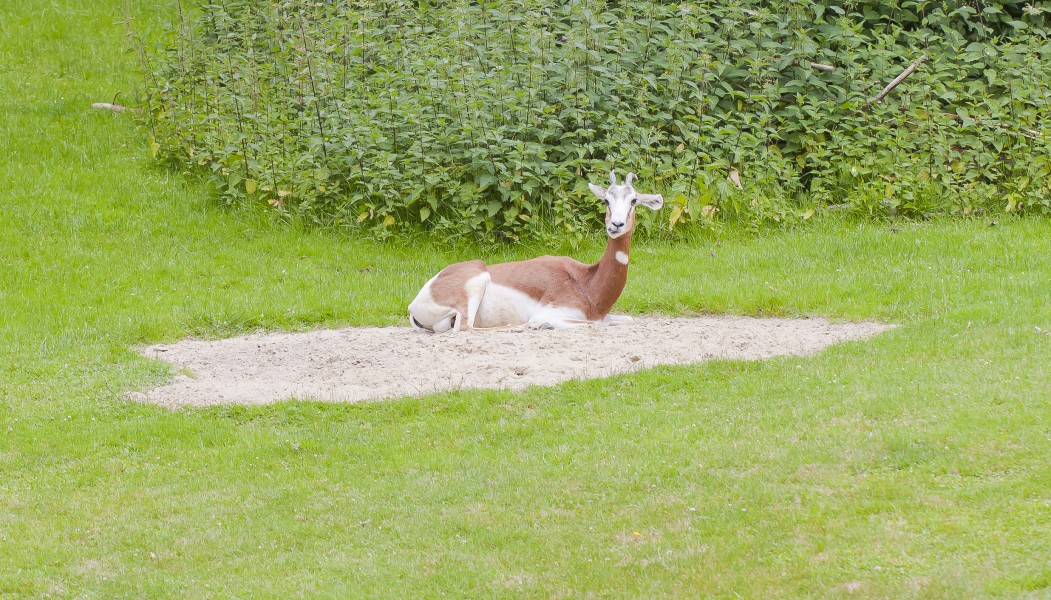 Gacela dama (Nanger dama), Tierpark Hellabrunn, Múnich, Alemania, 2012-06-17, DD 01