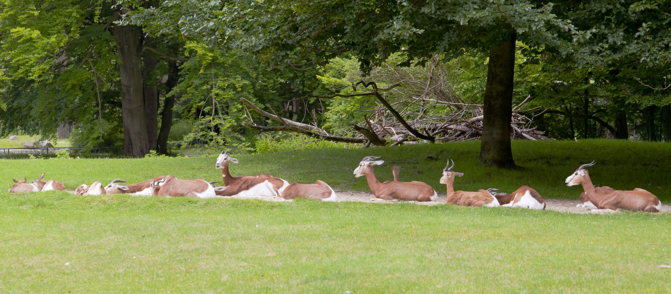 Gacela dama (Nanger dama), Tierpark Hellabrunn, Múnich, Alemania, 2012-06-17, DD 02