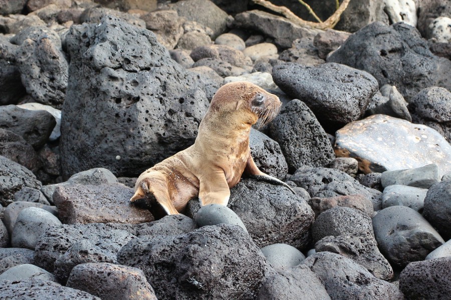 Galápagos sea lion, Santa Fe Island 01