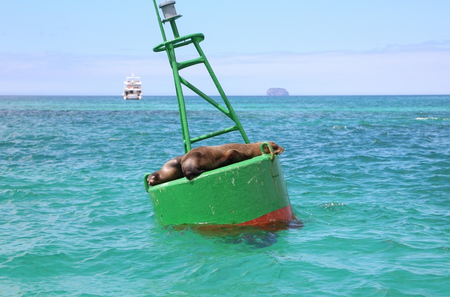 Galápagos sea lions 01
