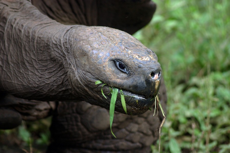 Galápagos tortoise Santa Cruz