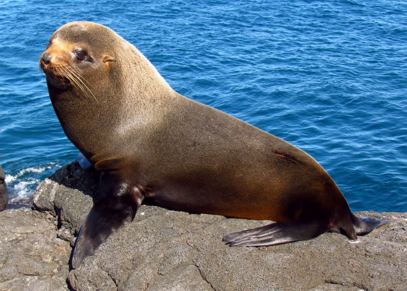Galapagos Fur Seal, Santiago Island