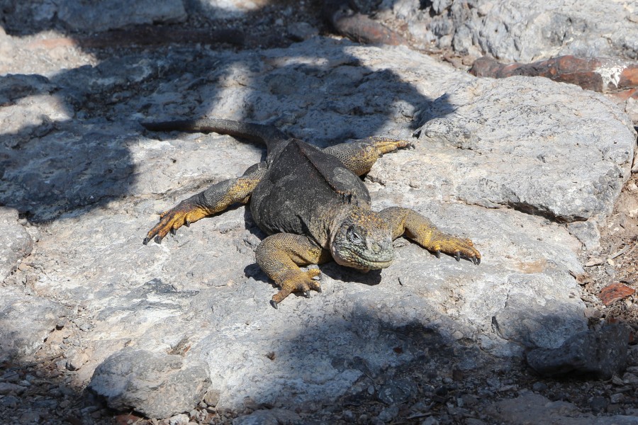 Galapagos land iguana 03
