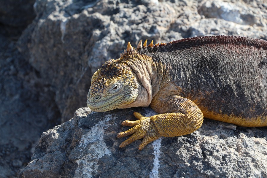 Galapagos land iguana 04