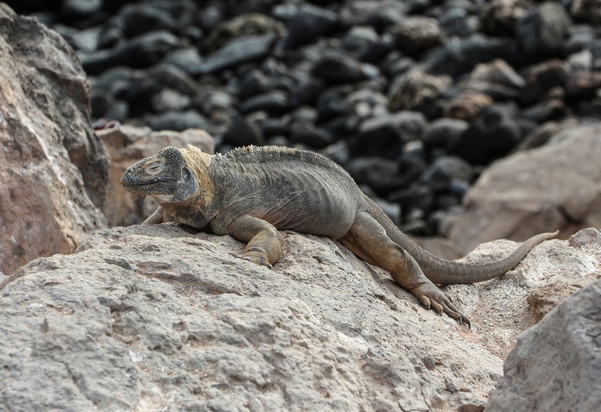Galapagos land iguana of Santa Fe