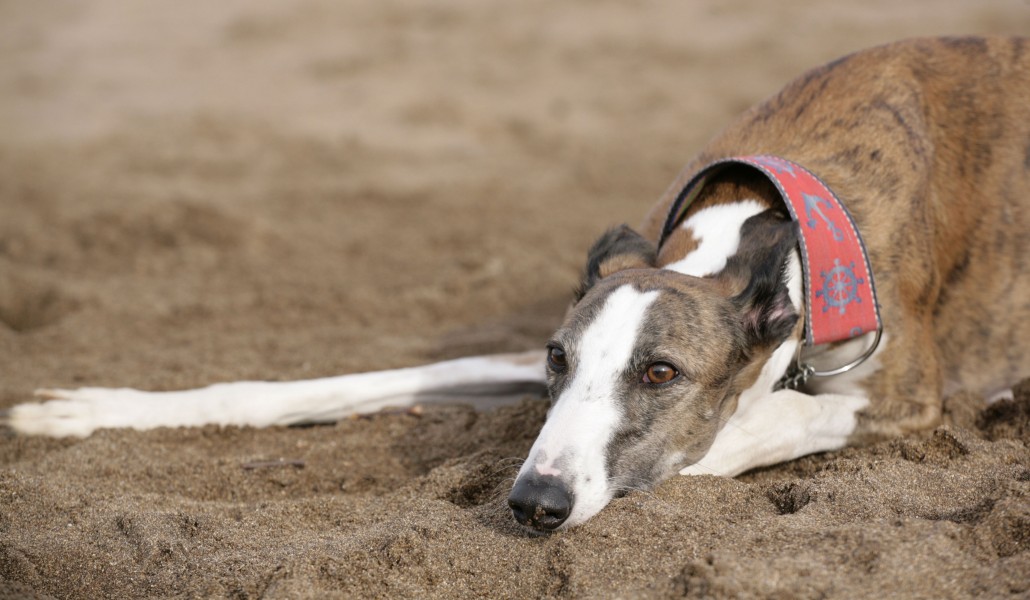 Galgo Español en la arena