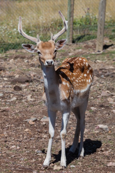 Gamo. Naturlandia. Sant Julià de Lòira. Andorra 234
