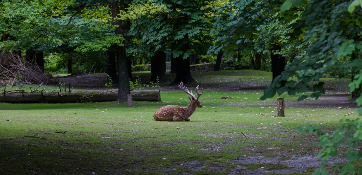 Gamo persa (Dama mesopotamica), Tierpark Hellabrunn, Múnich, Alemania, 2012-06-17, DD 01