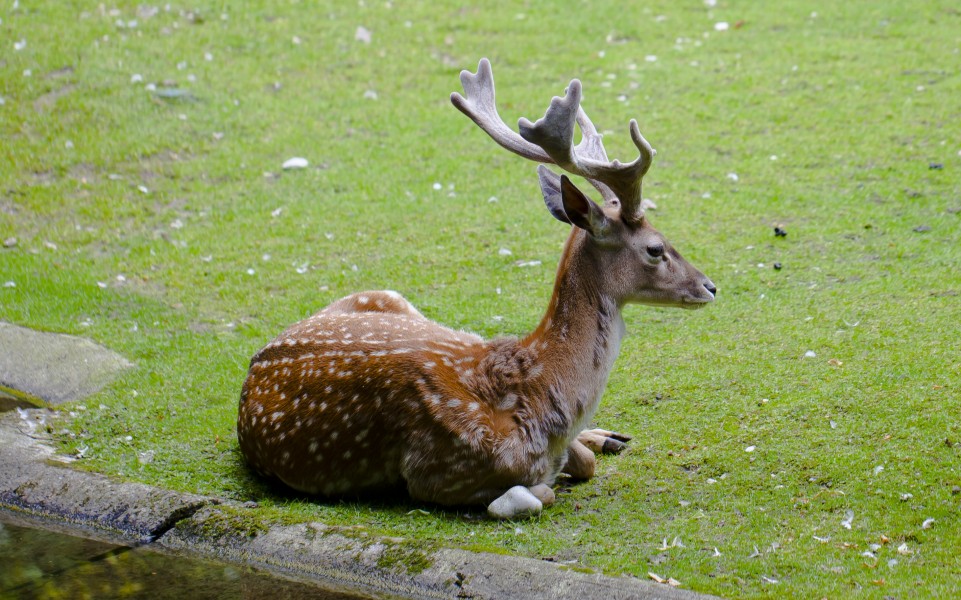 Gamo persa (Dama mesopotamica), Tierpark Hellabrunn, Múnich, Alemania, 2012-06-17, DD 03