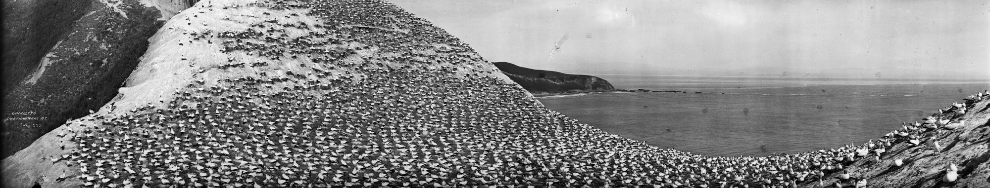 Gannets, Cape Kidnappers, New Zealand, 1923-1928 (3057756872)