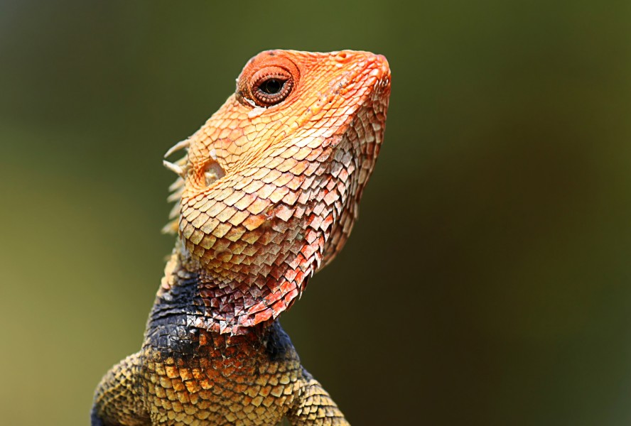 Garden Lizard (Calotes) head
