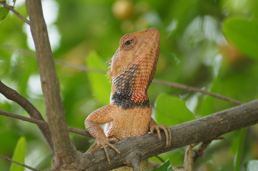 Garden Lizard (Calotes) in village chotian, punjab
