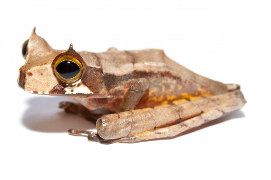 Gastrotheca cornuta III