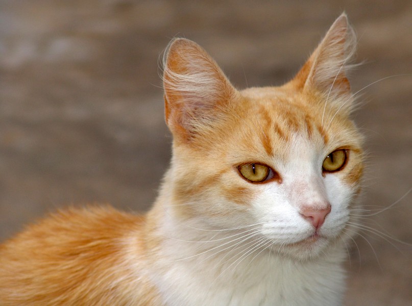 Gato (2) REFON 