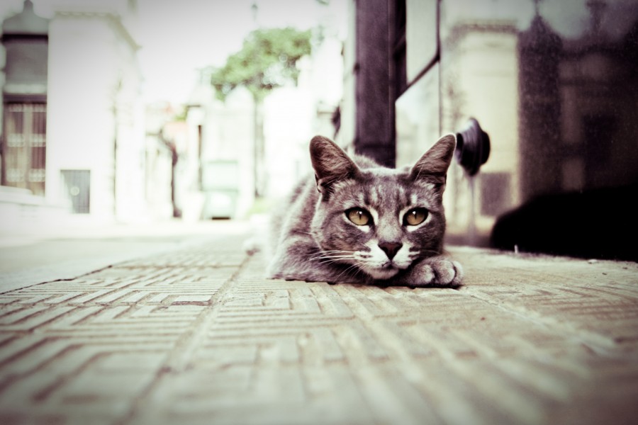 Gato gris, Felis silvestris catus