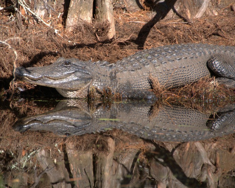 Gator getting in swamp (5178901967)