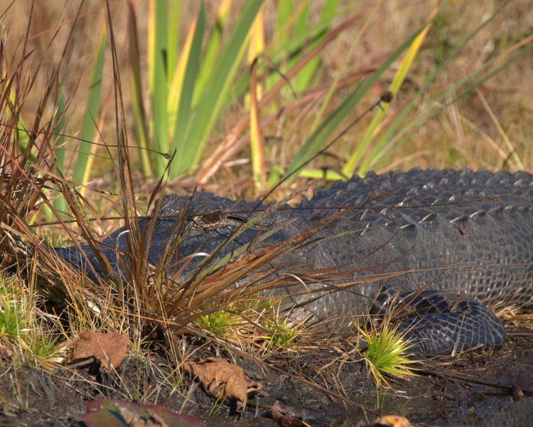 Gator in Grass (5179507406)