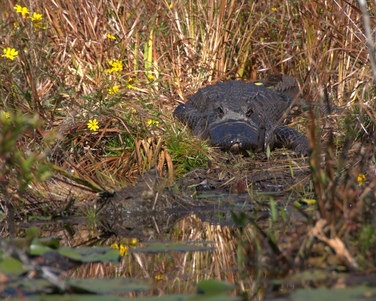Gator watching (5179506820)