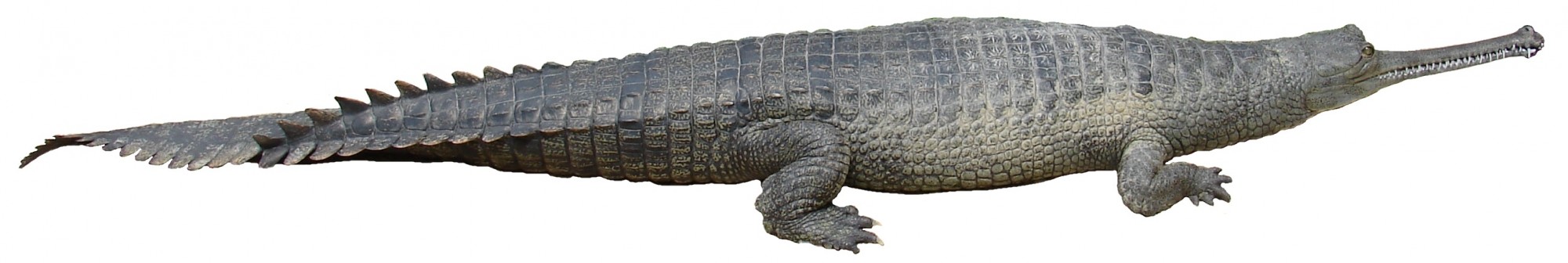 Gavialis gangeticus (Gharial, Gavial) white background