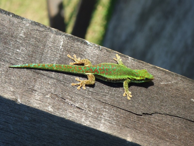 Gecko Vert des Hauts - Phelsuma Borbonica (1)