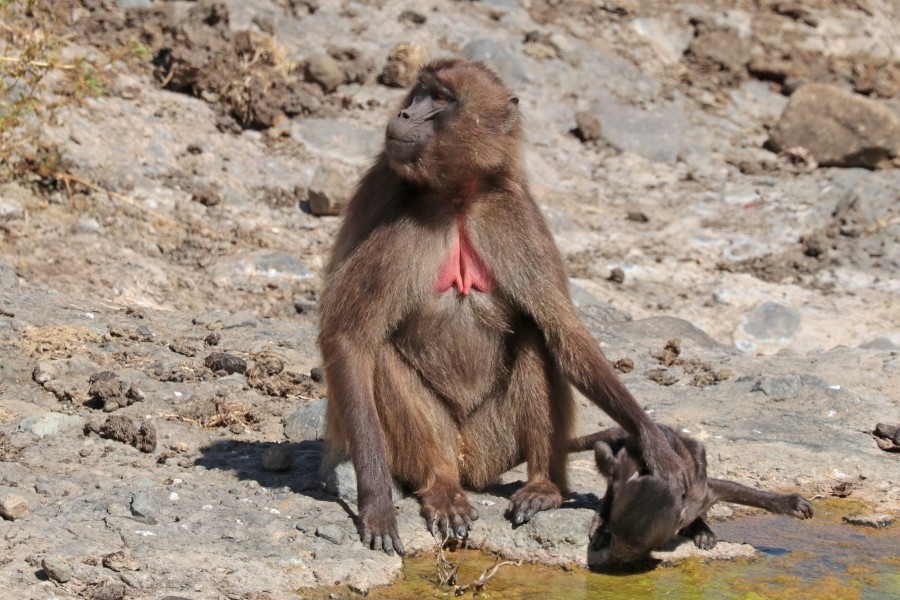 Gelada (Theropithecus gelada gelada) female with baby