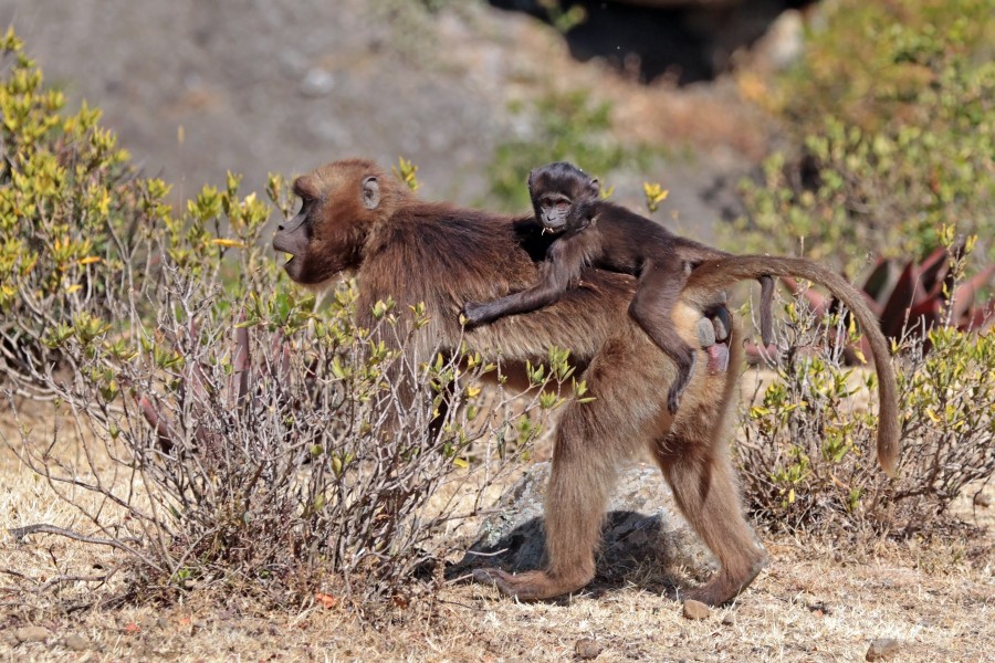 Gelada (Theropithecus gelada gelada) female with baby on her back