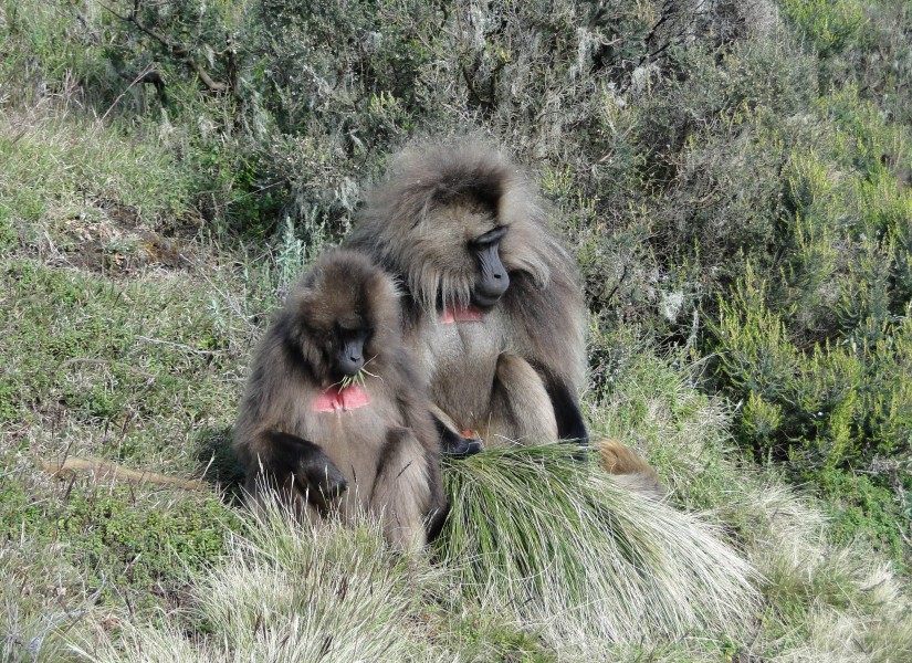 Geladas near Chennek