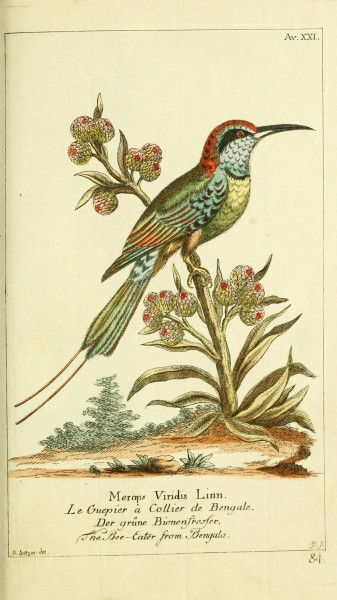 Gemeinnüzzige Naturgeschichte des Thierreichs (Plate 84) (6008538335)