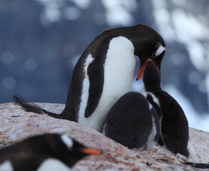 Gentoo Penguin feeding its chick (6063656750)
