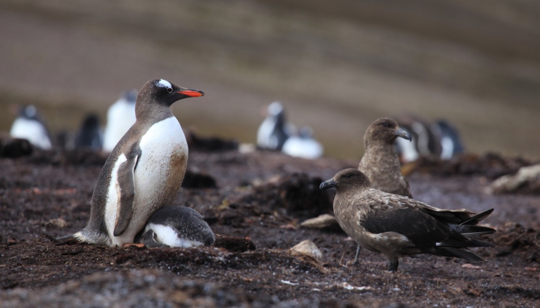 Gentoo Penguin guards its chick from Brown Skuas (5751163927)