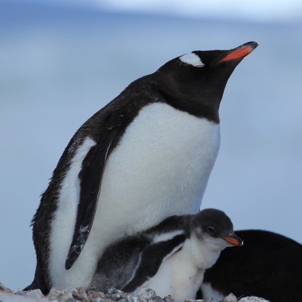 Gentoo Penguin with chick at Jougla Point, Antarctica (6063648570)
