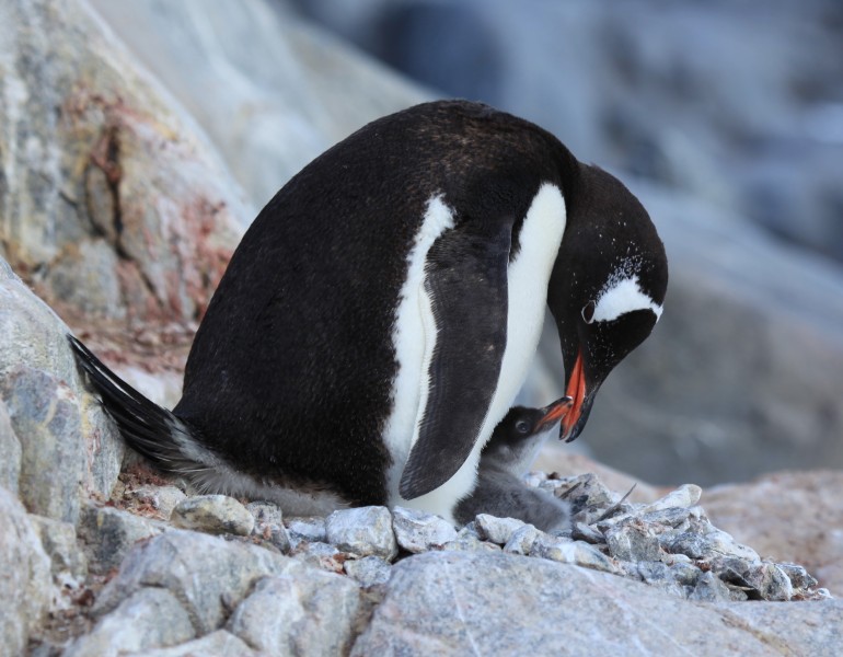 Gentoo Penguin with chick at Jougla Point, Antarctica (6063653628)