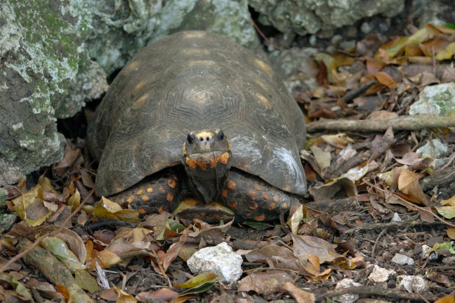 Geochelone carbonaria in Barbados Wildlife Reserve 02
