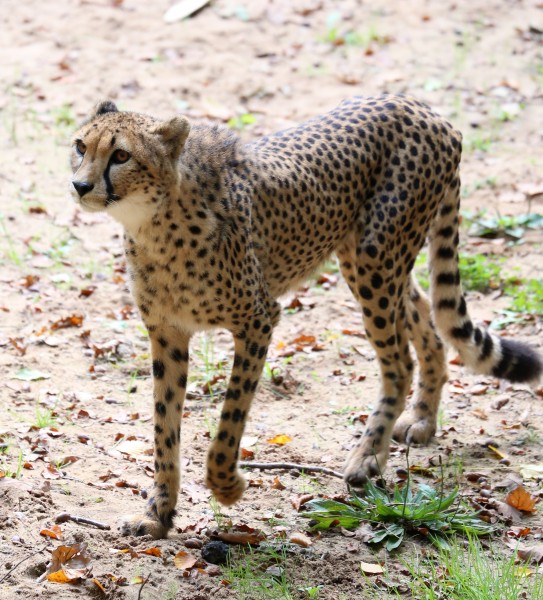 Gepard Acinonyx jubatus Tiergarten-Nuernberg-7
