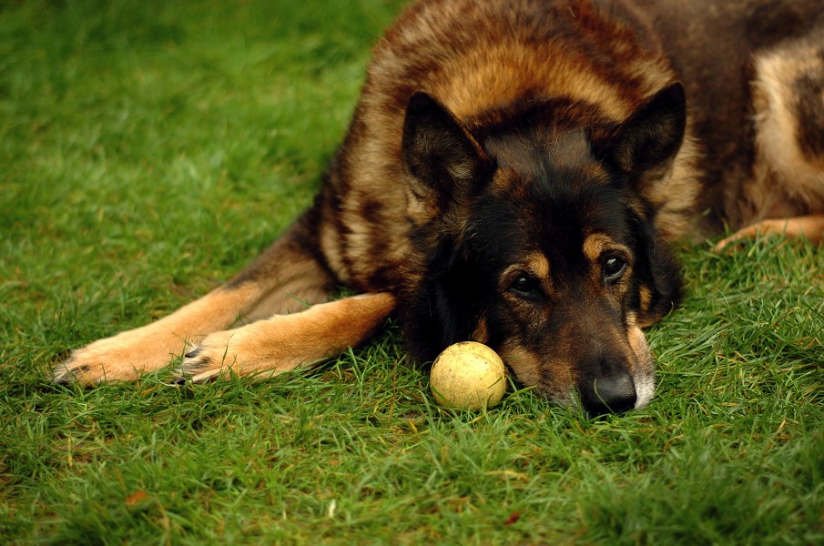 German shepherd wanting to play