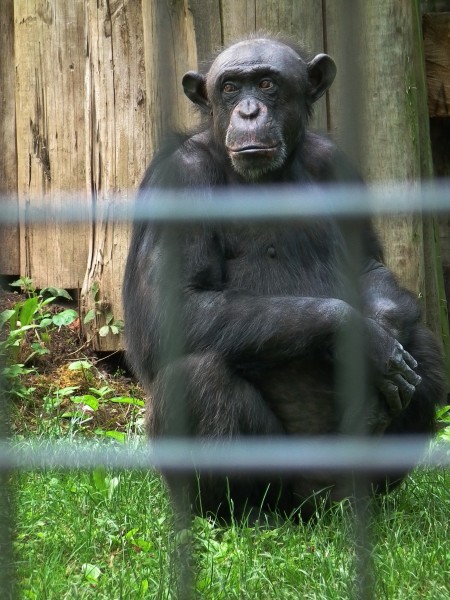 Gewöhnlicher Schimpanse Zoo Landau