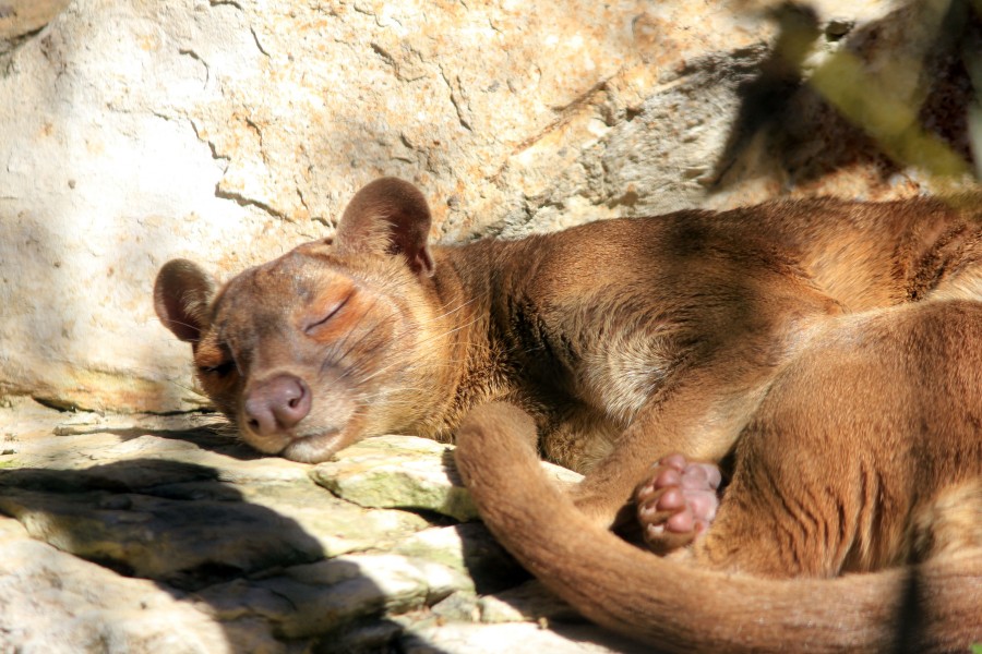 Gfp-sleeping-fossa