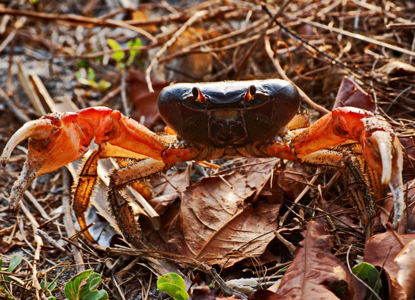 Giant Crab of Andaman Islands