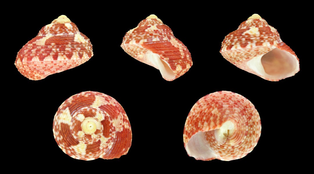 Gibbula benzi 01