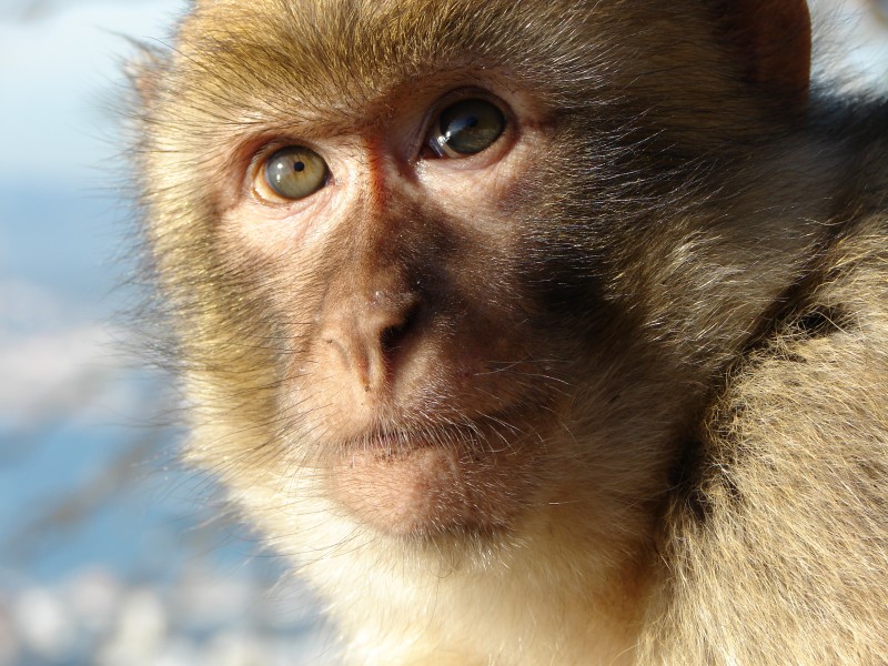 Gibraltar Barbary Macaque